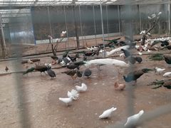 -北京呀路古热带植物园