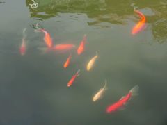 -碧江金楼