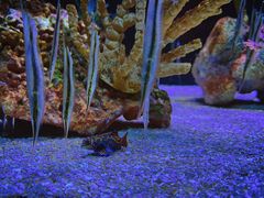 -上海海洋水族馆