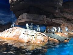 -海合安武汉极地海洋公园