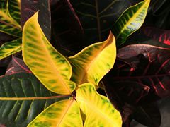 -北京植物园-展览温室