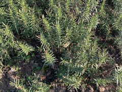 -田园东方蜜桃村的田野营地