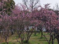 -无锡梅园公园