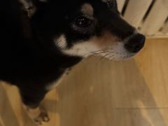 -柴の食堂·日式家庭料理·熊之肆(大学路店)
