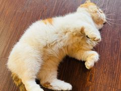 -猫岛主趣味餐厅(鼓浪屿店)