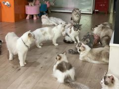 -Bastet sally猫舍购宠(静安店)