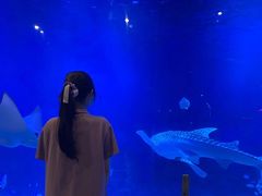 -烟台海昌鲸鲨海洋公园