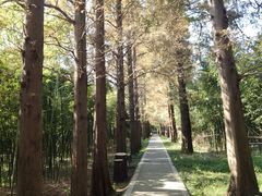 -同里国家湿地公园