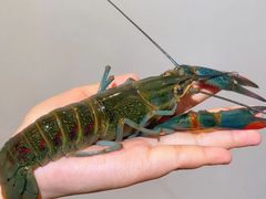 -靓虾二哥·龙虾馆(大塘总店)