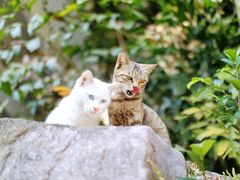 -广州市白云山风景名胜区