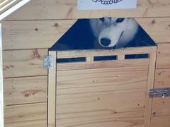 -Husky Go! 哈士奇体验馆·宠物咖啡厅狗咖