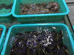 天然章鱼-渔傅·蓝海岸霞浦海鲜(正祥店)