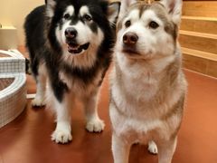 -和它·交个朋友·狗咖猫咖(爱琴海店)