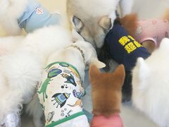 -怪兽屋·羊驼·猫咖·狗咖(俊华广场店)