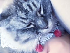 -怪兽屋·羊驼·猫咖·狗咖(俊华广场店)