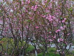 -高东镇樱花园