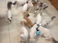 -猫咪咖啡店(新城大街店)