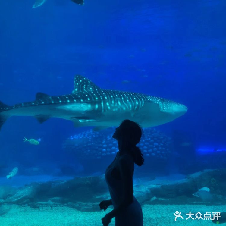 珠海长隆海洋王国 | 鲸鲨馆💯拍照攻略