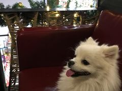 -百好乐宠物友好餐厅(朝外大街店)