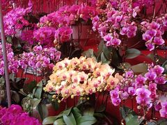 -越秀西湖花市(广州城市广场花卉店)