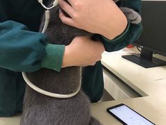-瑞派康怡24h宠物医院·犬猫医疗中心·微创绝育(瑞景分院)