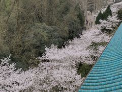 -武汉大学-樱园
