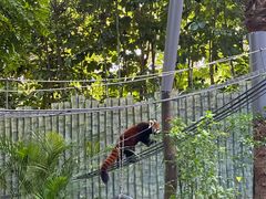 -深圳野生动物园