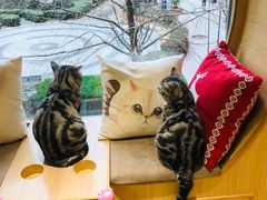 -猫和宫(六道口店)