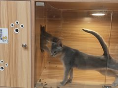 -猫十亿·布偶金渐层·曼基康矮脚猫舍(青年路店)