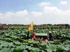 -荷塘月色湿地公园·向阳花洲