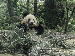 -中国大熊猫保护研究中心雅安碧峰峡基地