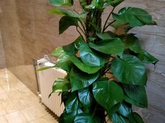 -碧露轩·大益茶体验馆(镇江路店)