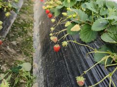 -喜杨洋草莓采摘园