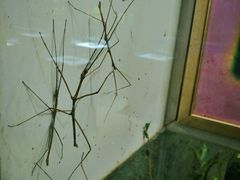 -上海昆虫博物馆