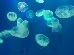 -江和美海洋公园