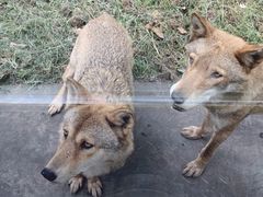 -西安秦岭野生动物园