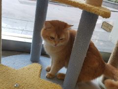 -猫力发电所·宠物专门店