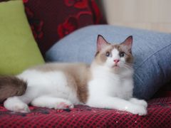 -Bastet sally猫舍购宠(静安店)