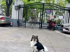 -瑞鹏宠物医院·宠保定点·心脏科·内科(御桥分院)