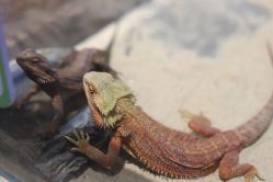 -Zoolung Zoolung动物主题公园(海信广场店)