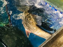 -浩运海鲜·16年专注青岛菜(石老人店)