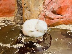 -Zoolung Zoolung动物主题公园(海信广场店)