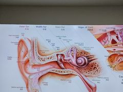 -自然之声助听器·呼吸机(康桥旗舰店)