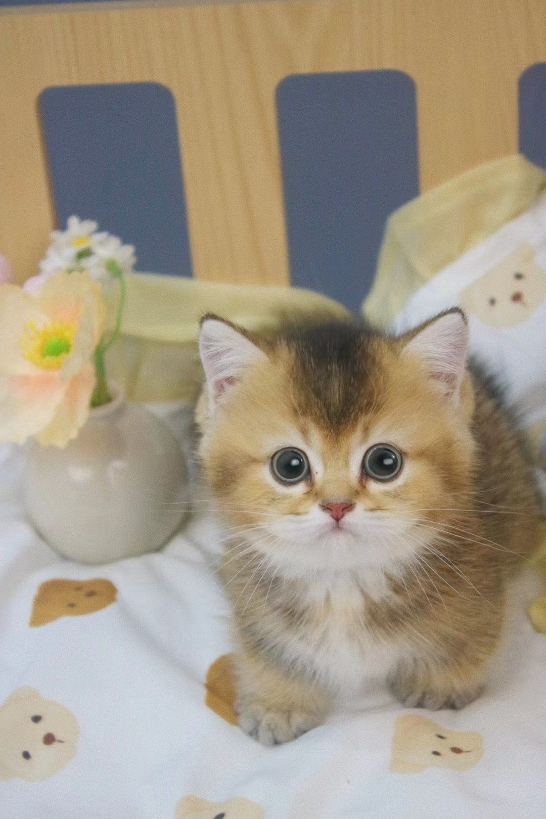 曼基康矮脚猫
