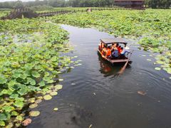 -荷塘月色湿地公园·向阳花洲