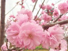 -天适樱花悠乐园