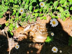 景点-大连森林动物园