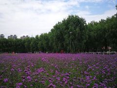 -北戴河集发农业梦想王国