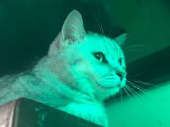 -猫咪博物馆(顶澳仔猫街店)