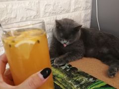 -平行世界·猫咖(首经贸店)